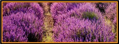 Lavender Field in bloom